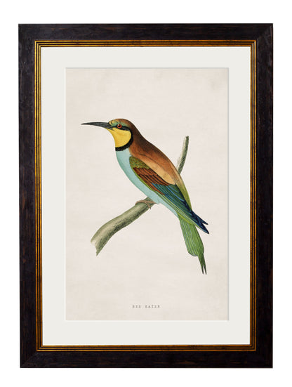 c 1850s bee eater in size 50 x 70cm - glass-fronted framed wall art print with solid wood frame, perfect for luxury home decor