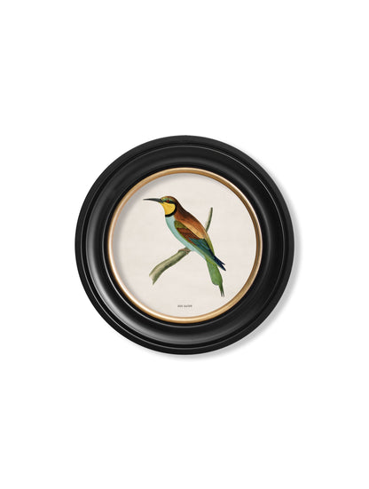 c 1870 kingfisher and bee eater in size 44 x 44cm - glass-fronted framed wall art print with solid wood frame, adds elegance to your decor