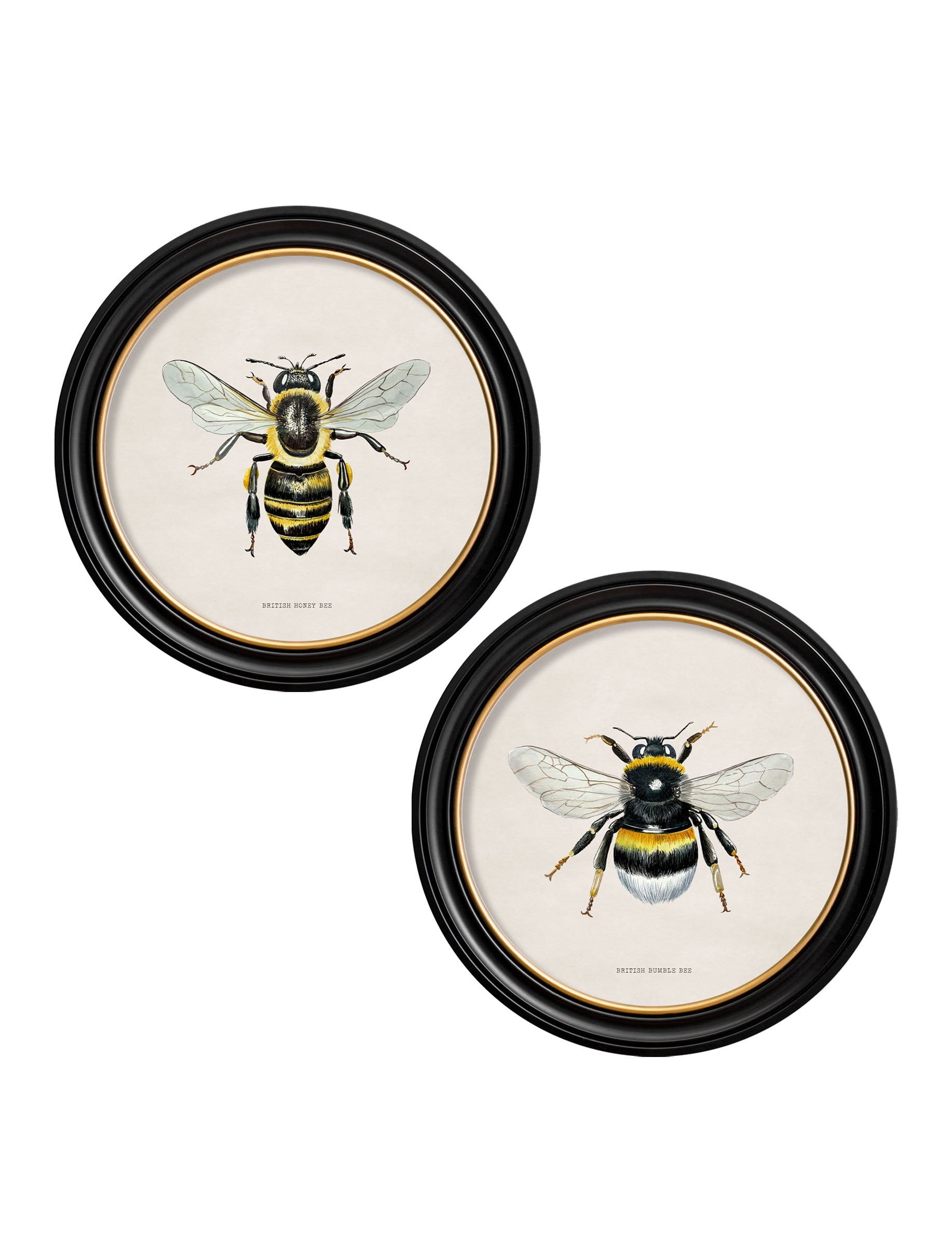 c1892 British Bees Round Frame in size 44 x 44cm - glass-fronted framed wall art print with solid wood frame, perfect for luxury home decor