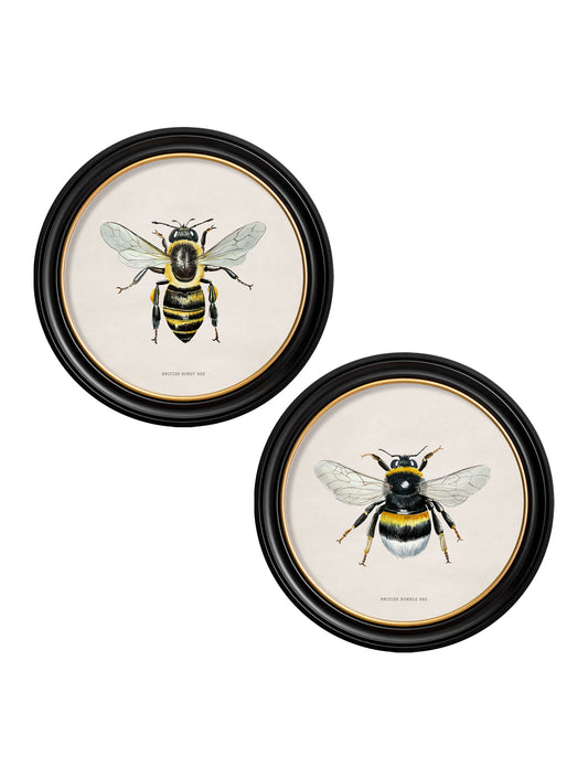 c1892 British Bees Round Frame in size 44 x 44cm - glass-fronted framed wall art print with solid wood frame, perfect for luxury home decor