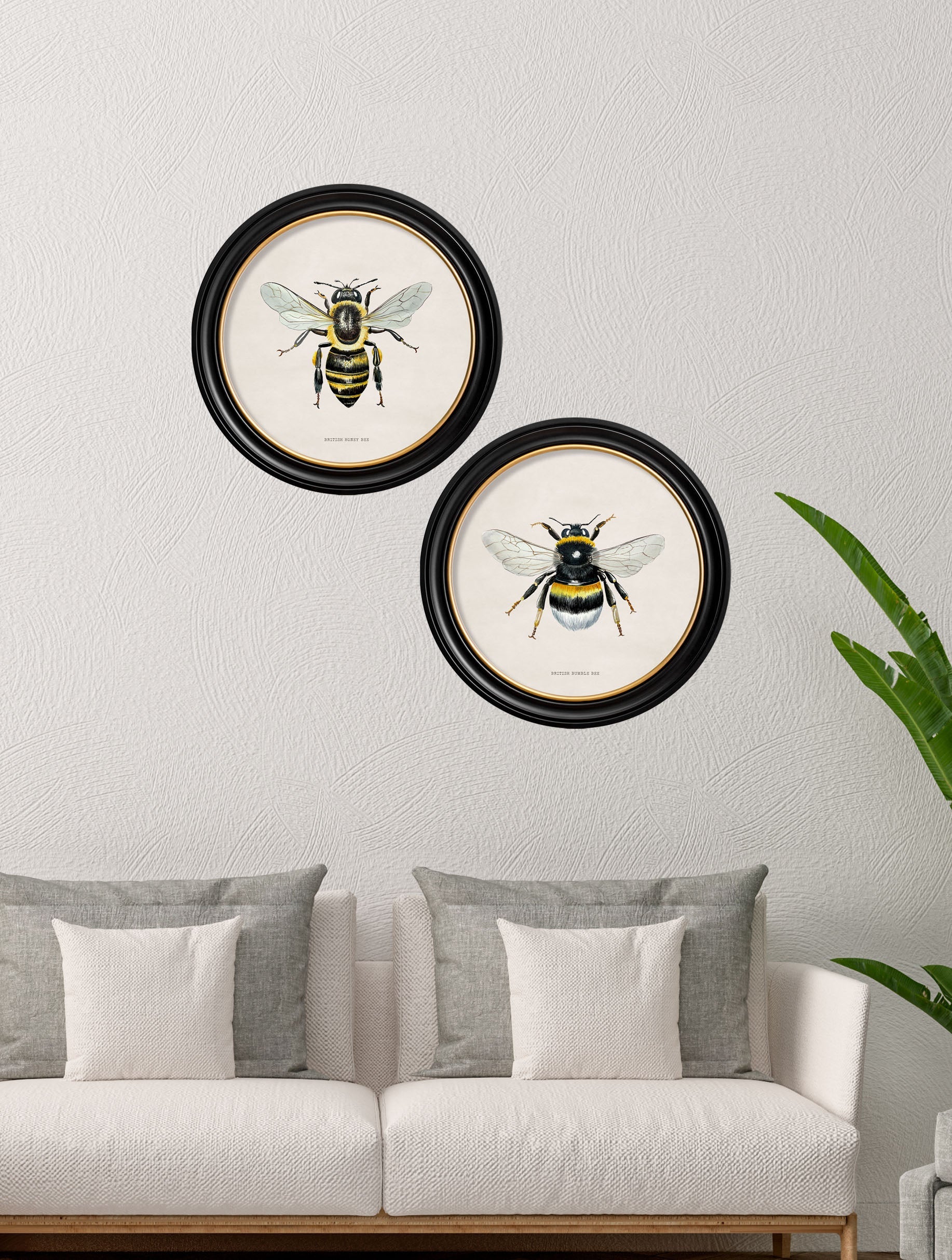 british bees round frame in size 44 x 44cm - glass-fronted framed wall art print with solid wood frame, a beautiful addition to stylish homes