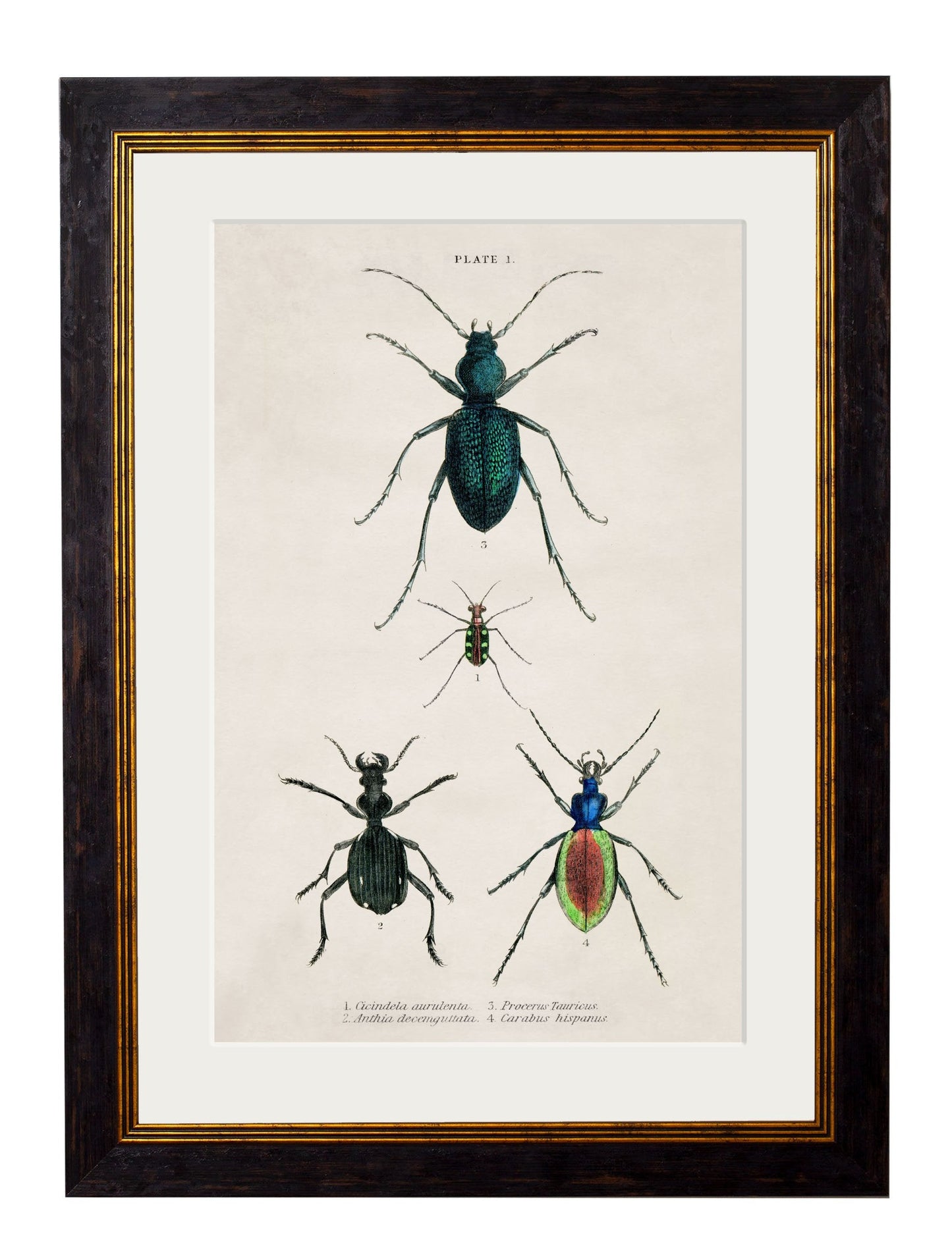 c 1836 naturalists library beetles plate 1 in size 38 x 50cm - glass-fronted framed wall art print with solid wood frame, ideal for contemporary home styling