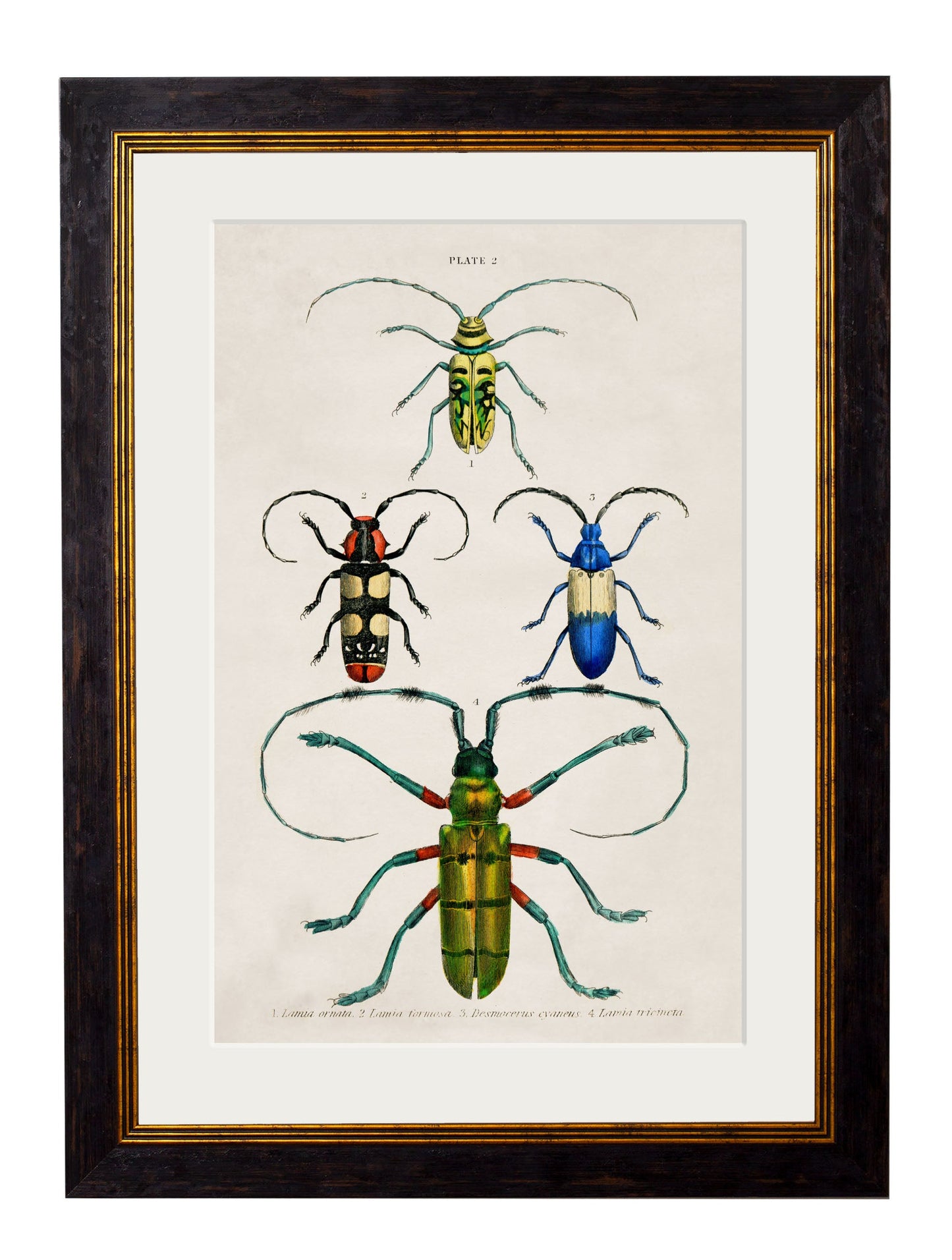 c 1836 naturalists library beetles plate 1 in size 38 x 50cm - glass-fronted framed wall art print with solid wood frame, luxury wall art for sophisticated spaces