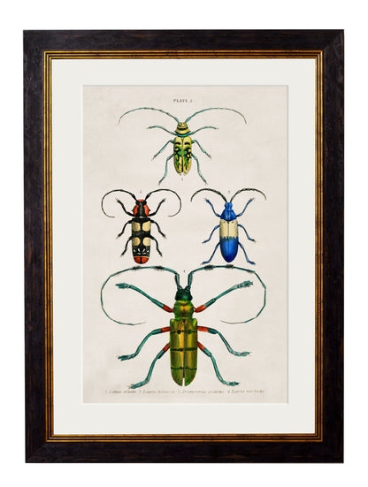 c 1836 naturalists library beetles plate 1 in size 38 x 50cm - glass-fronted framed wall art print with solid wood frame, luxury wall art for sophisticated spaces