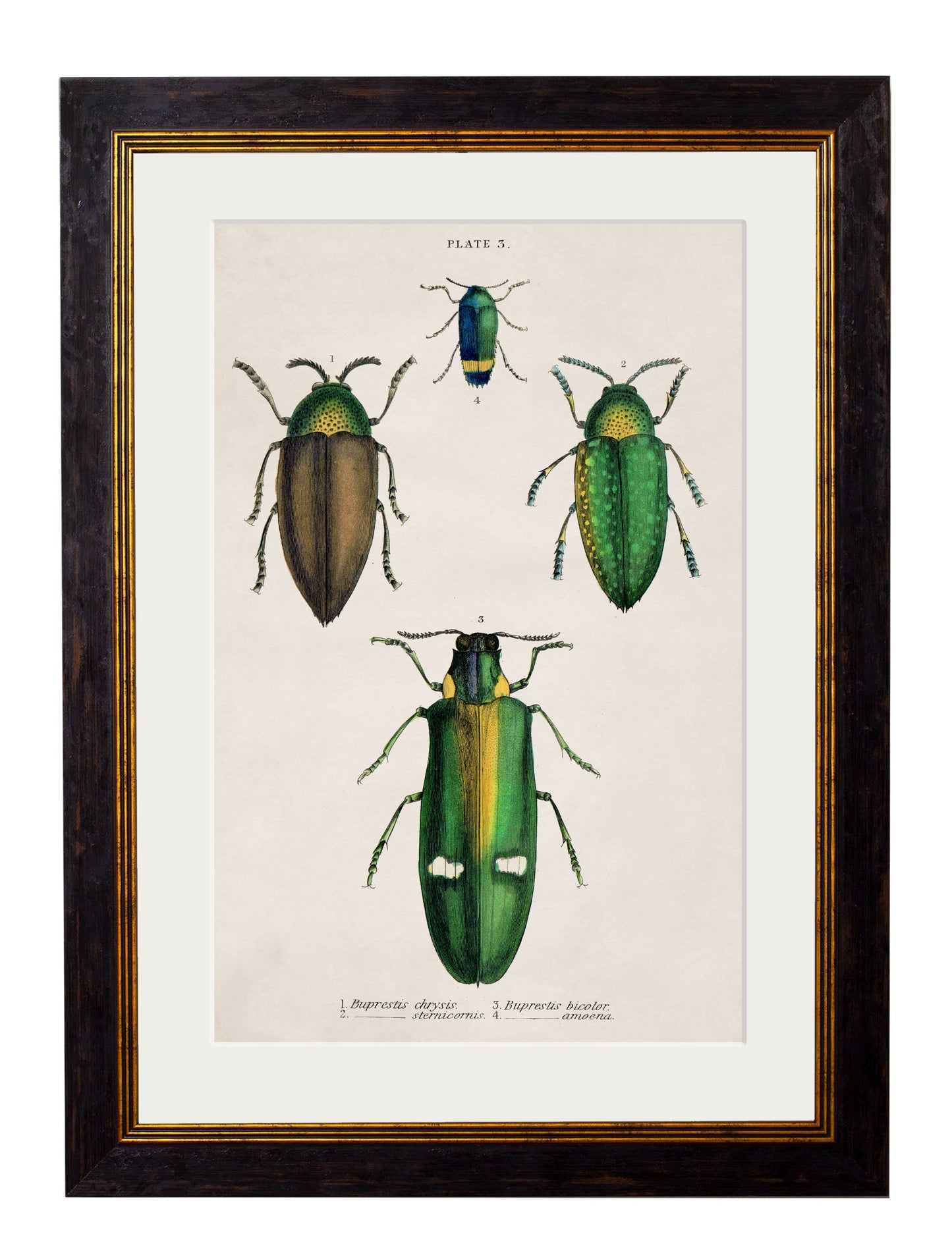 c 1836 naturalists library beetles plate 1 in size 38 x 50cm - glass-fronted framed wall art print with solid wood frame, ideal for modern interiors