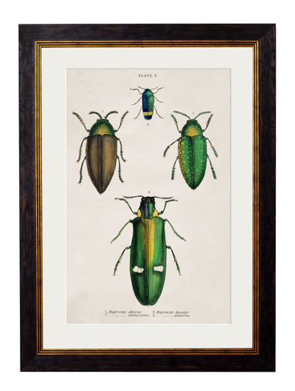 c 1836 naturalists library beetles plate 1 in size 38 x 50cm - glass-fronted framed wall art print with solid wood frame, ideal for modern interiors