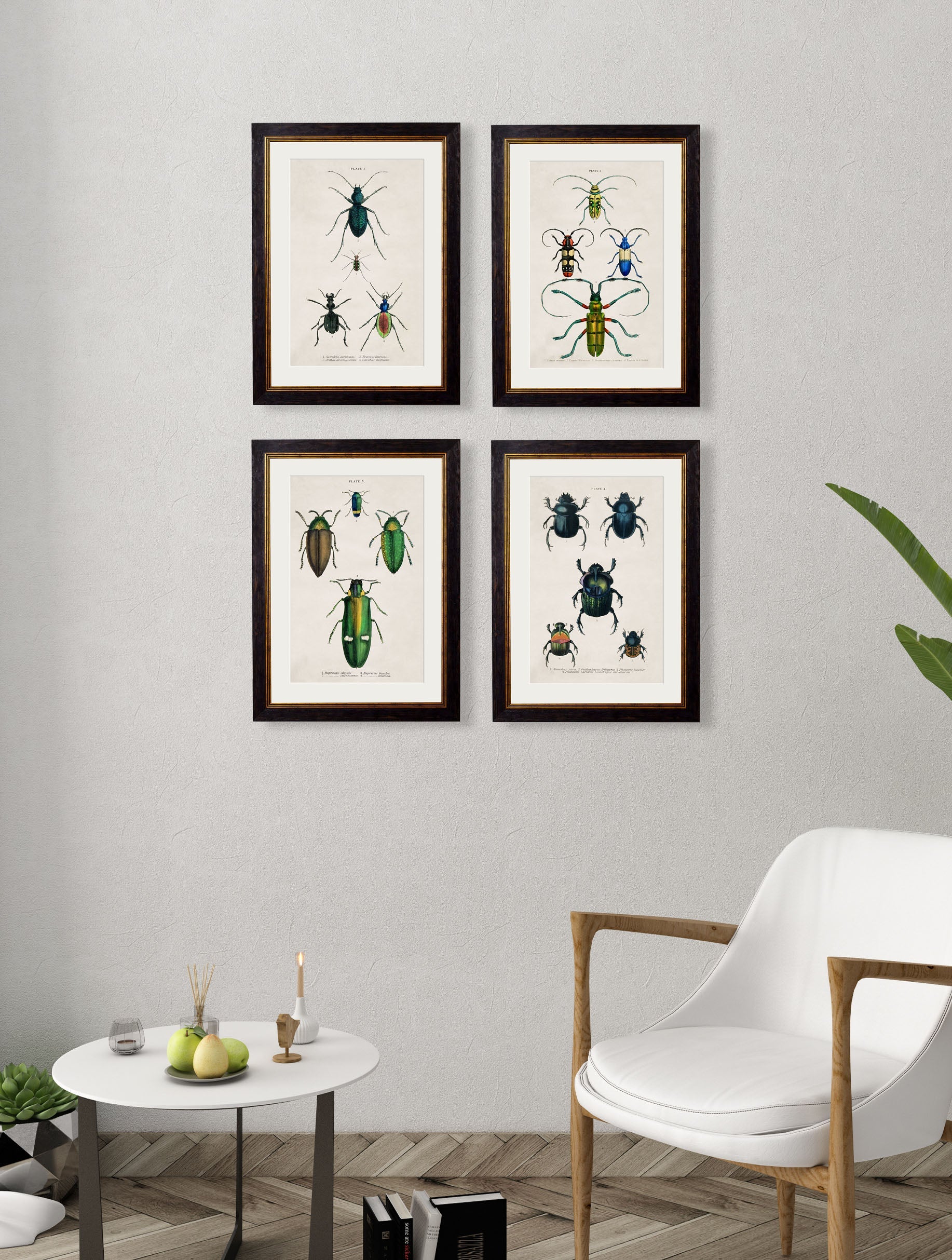 c 1836 naturalists library beetles plate 1 in size 38 x 50cm - glass-fronted framed wall art print with solid wood frame, luxury wall art for sophisticated spaces