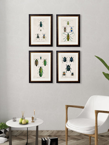 c 1836 naturalists library beetles plate 1 in size 38 x 50cm - glass-fronted framed wall art print with solid wood frame, luxury wall art for sophisticated spaces