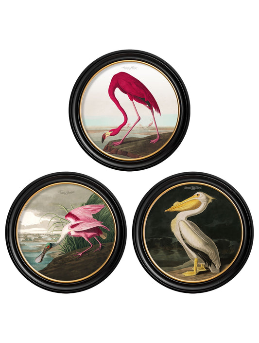 c.1838 Audubon's Birds of America in Round Frames in size 44 x 44cm - glass-fronted framed wall art print with solid wood frame, ideal for contemporary home styling