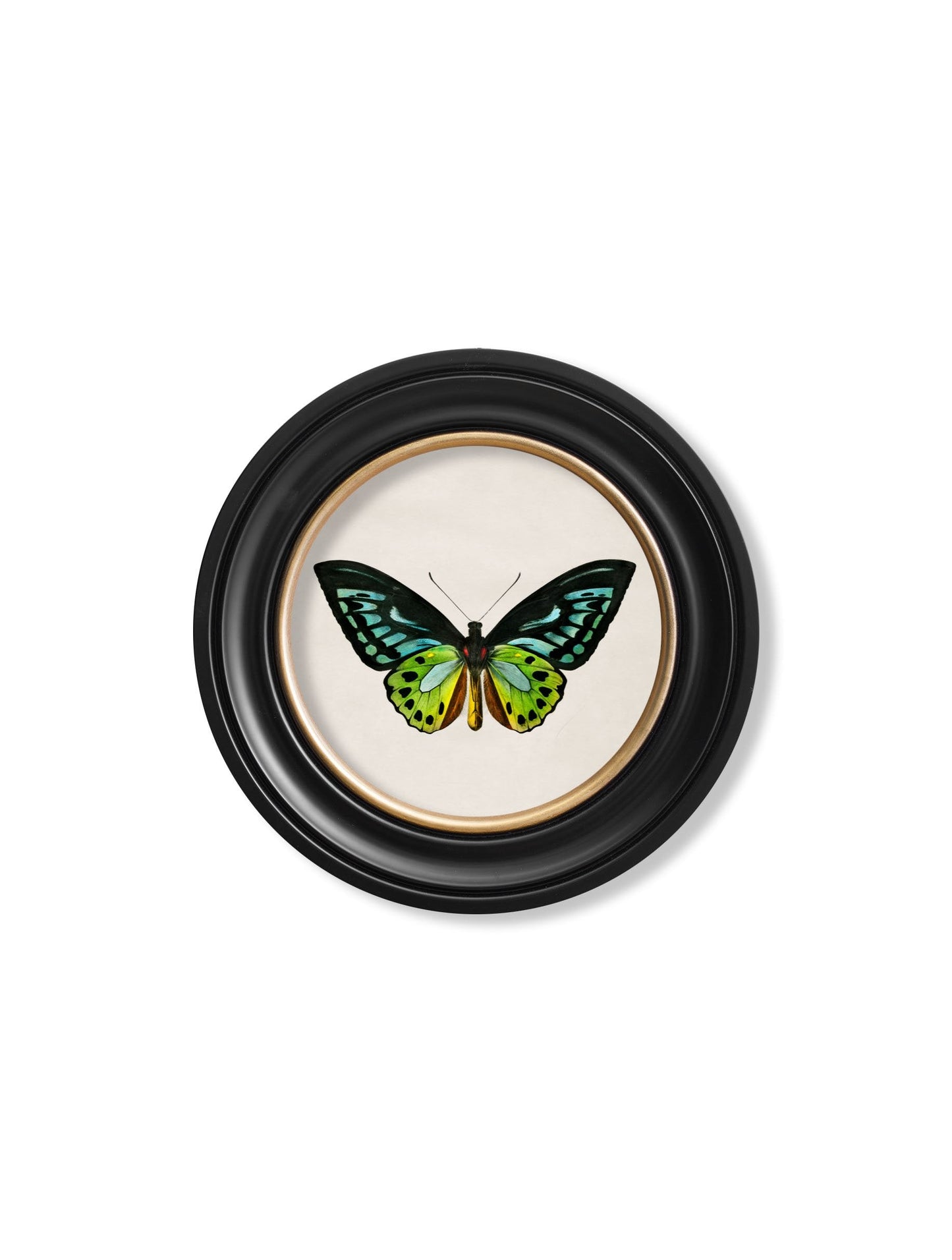 c 1836 birdwing butterfly round frame in size 70 x 70cm - glass-fronted framed wall art print with solid wood frame, ideal for contemporary home styling