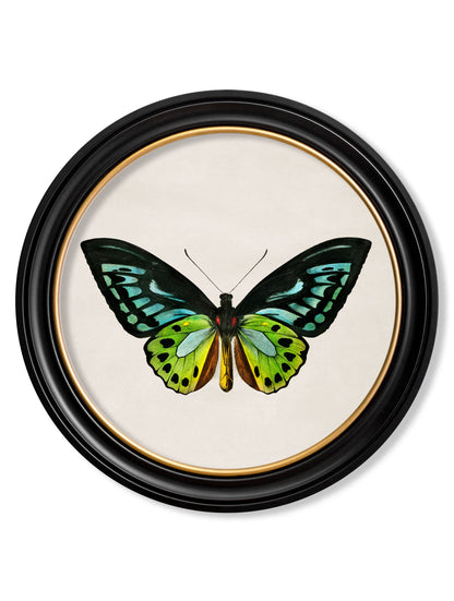 c 1836 birdwing butterfly round frame in size 44 x 44cm - glass-fronted framed wall art print with solid wood frame, perfect for statement wall decor