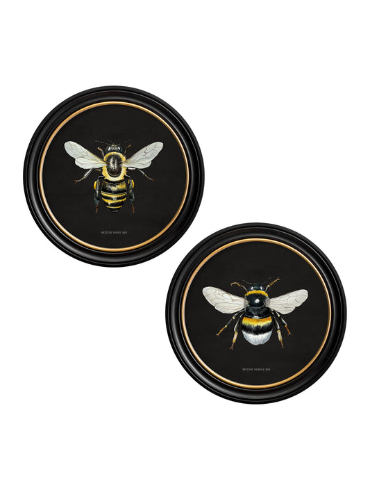 c892 British Bees Round Frame - Dark in size 44 x 44cm - glass-fronted framed wall art print with solid wood frame, perfect for luxury home decor