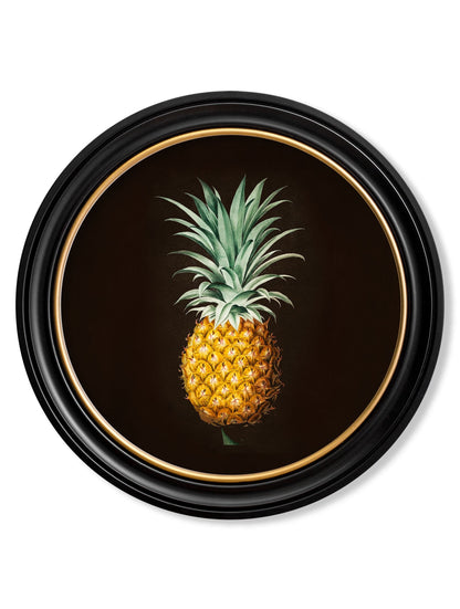 c.1812 Pineapple Study (Black) - Round Frame in size 44 x 44 cm - glass-fronted framed wall art print with solid wood frame, perfect for luxury home decor