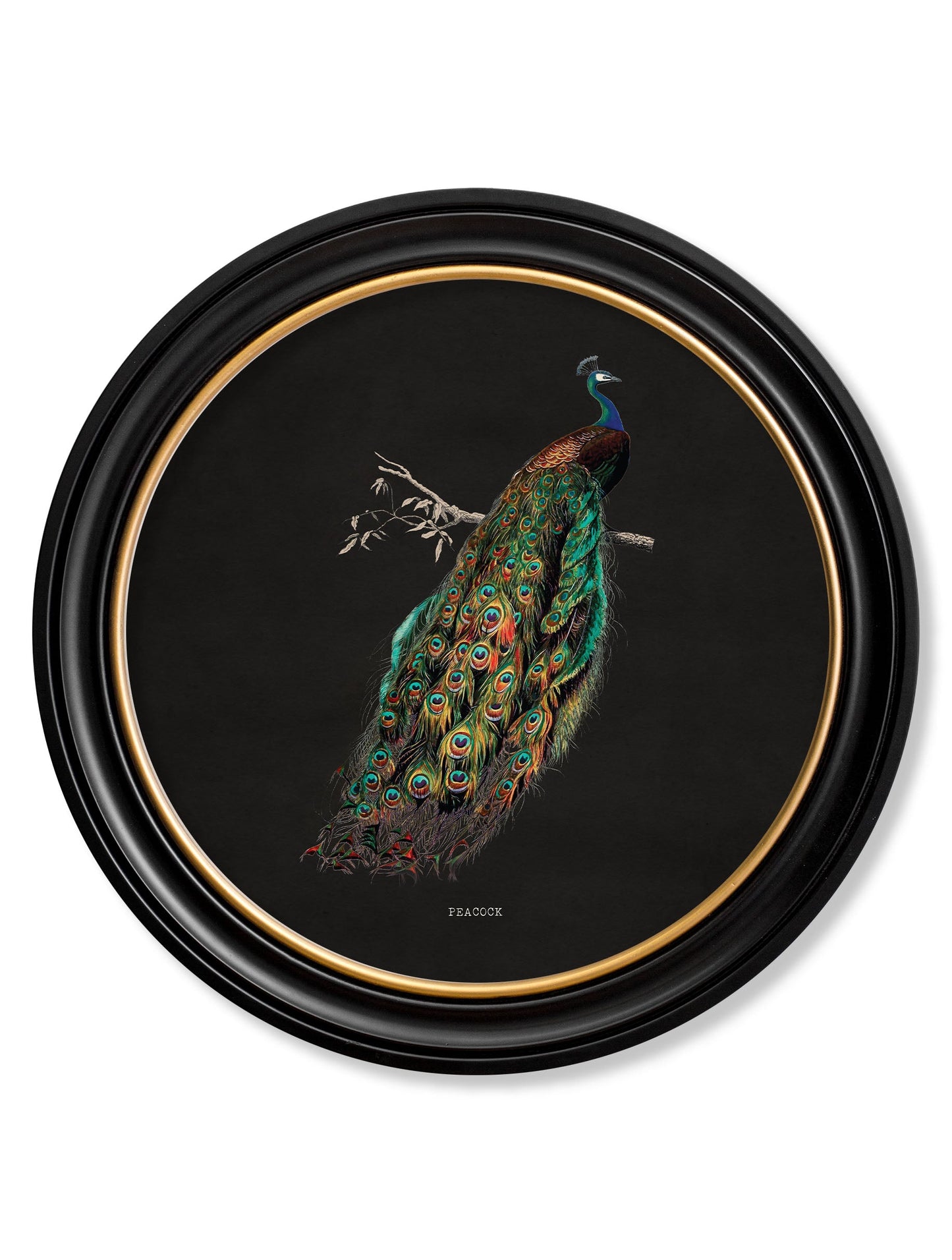 c 1847 peacock in round frame dark in size 44 x 44 cm - glass-fronted framed wall art print with solid wood frame, a beautiful addition to stylish homes