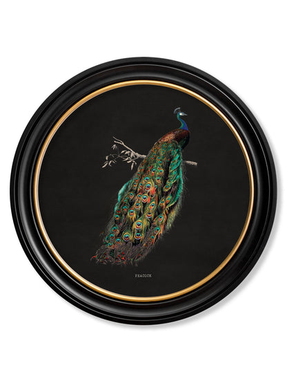 c 1847 peacock in round frame dark in size 44 x 44 cm - glass-fronted framed wall art print with solid wood frame, a beautiful addition to stylish homes