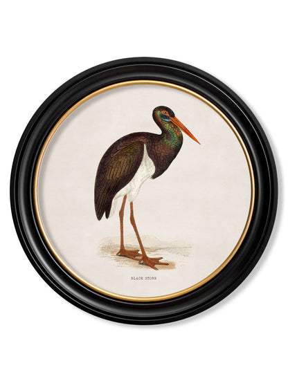 c 1870 wading birds in round frames in size 44 x 44cm - glass-fronted framed wall art print with solid wood frame, luxury wall art for sophisticated spaces