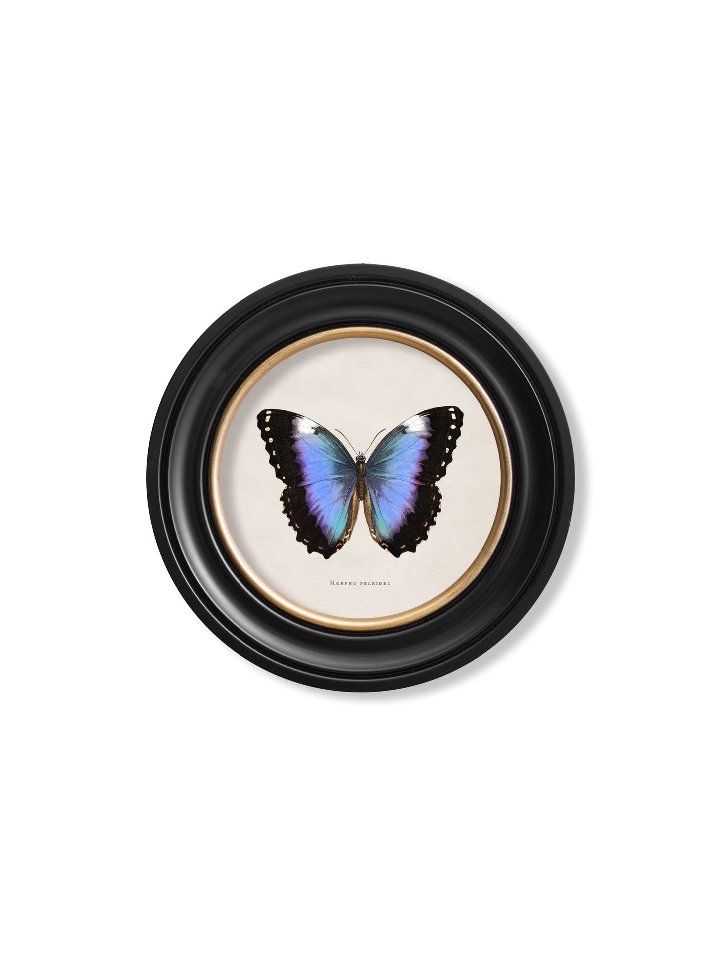 c 1835 tropical butterflies round frames in size 44 x 44cm - glass-fronted framed wall art print with solid wood frame, a beautiful addition to stylish homes