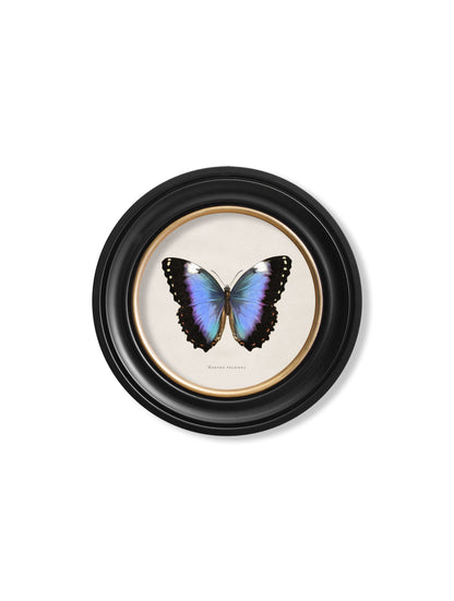 c 1835 tropical butterflies round frames in size 44 x 44cm - glass-fronted framed wall art print with solid wood frame, a beautiful addition to stylish homes