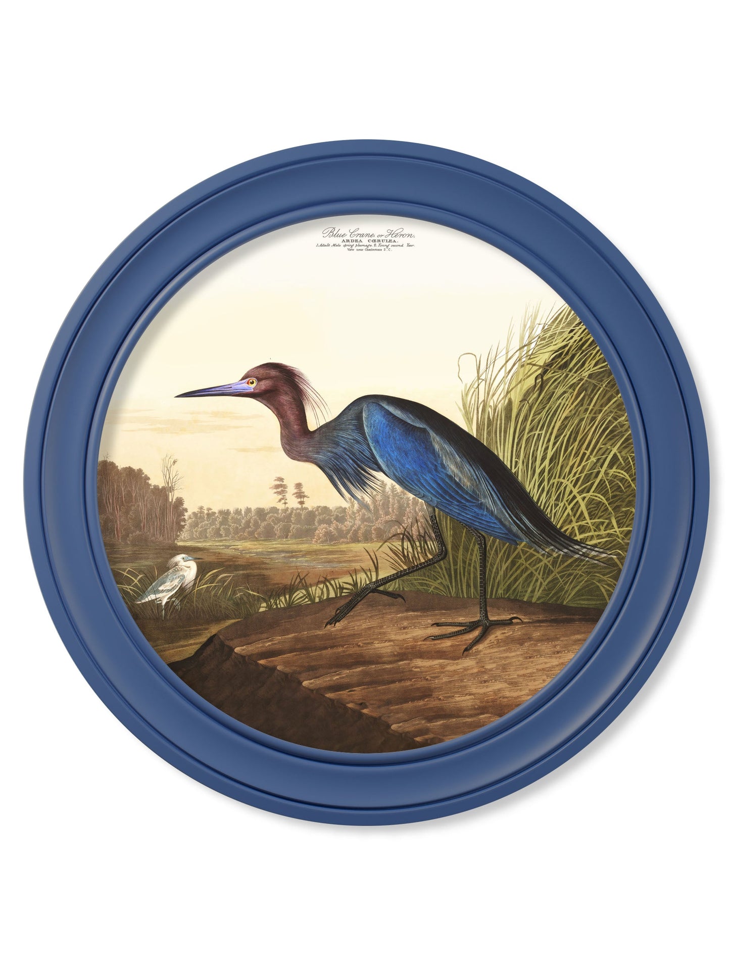 c.1838 Audubon's Blue Heron in Blue Frame in size 44 x 44cm - glass-fronted framed wall art print with solid wood frame, adds elegance to your decor