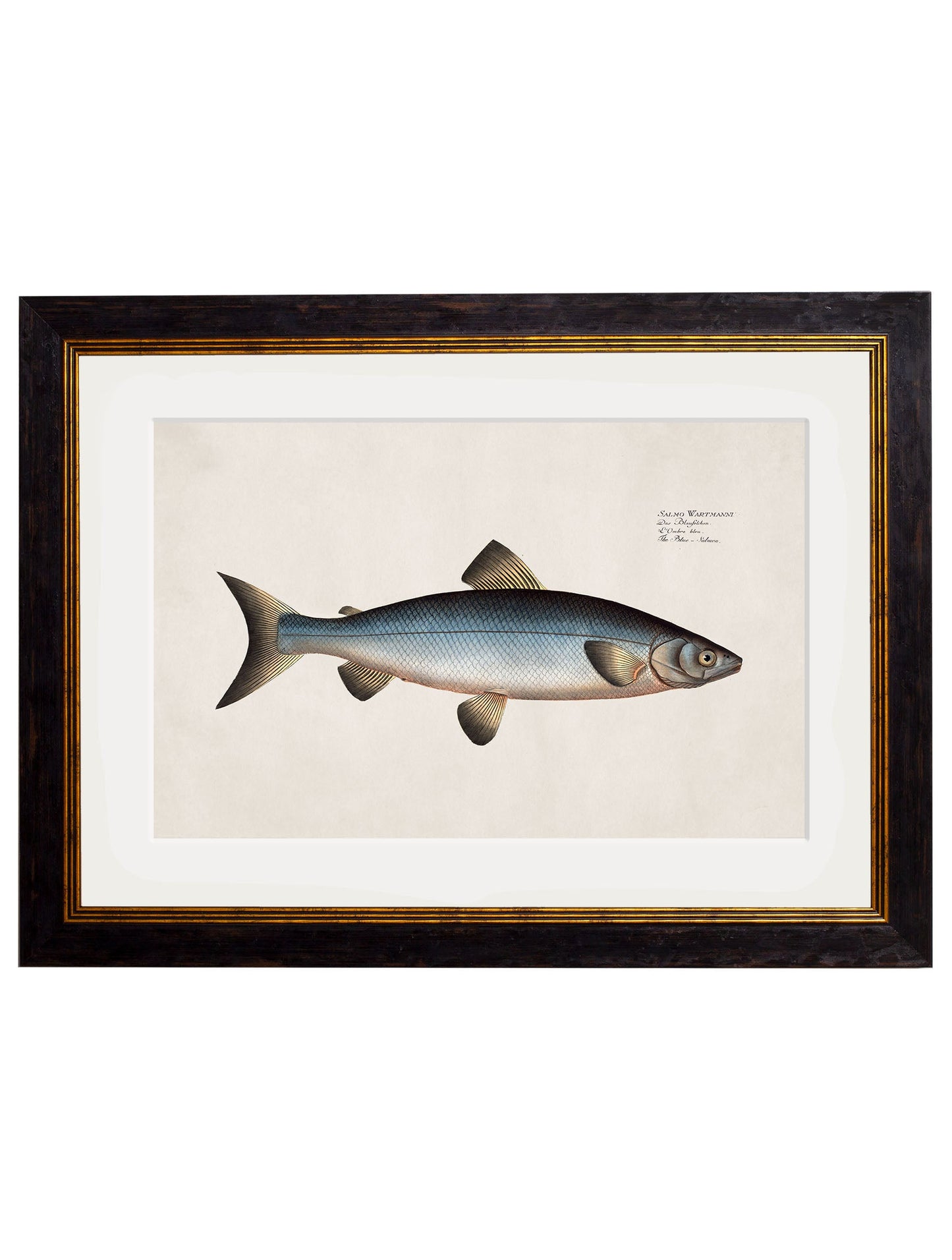 c 1785 blue salmon in size 38 x 50cm - glass-fronted framed wall art print with solid wood frame, perfect for statement wall decor