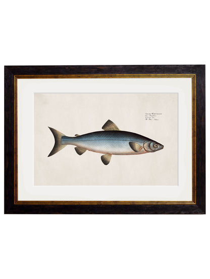 c 1785 blue salmon in size 38 x 50cm - glass-fronted framed wall art print with solid wood frame, perfect for statement wall decor