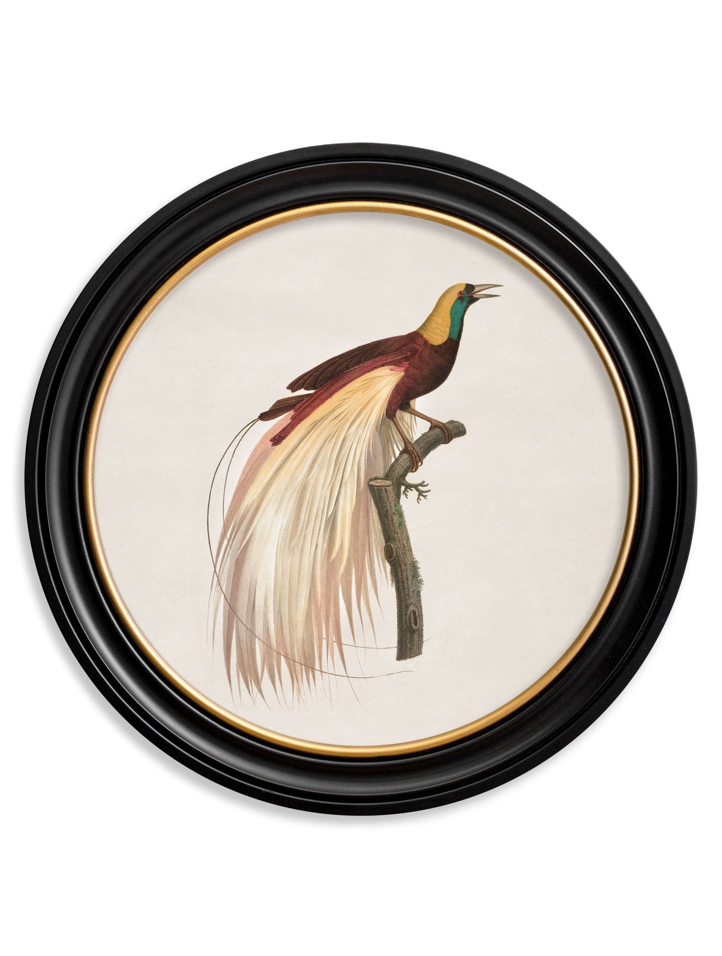 c 1809 bird of paradise left round frame in size 44 x 44 cm - glass-fronted framed wall art print with solid wood frame, adds elegance to your decor