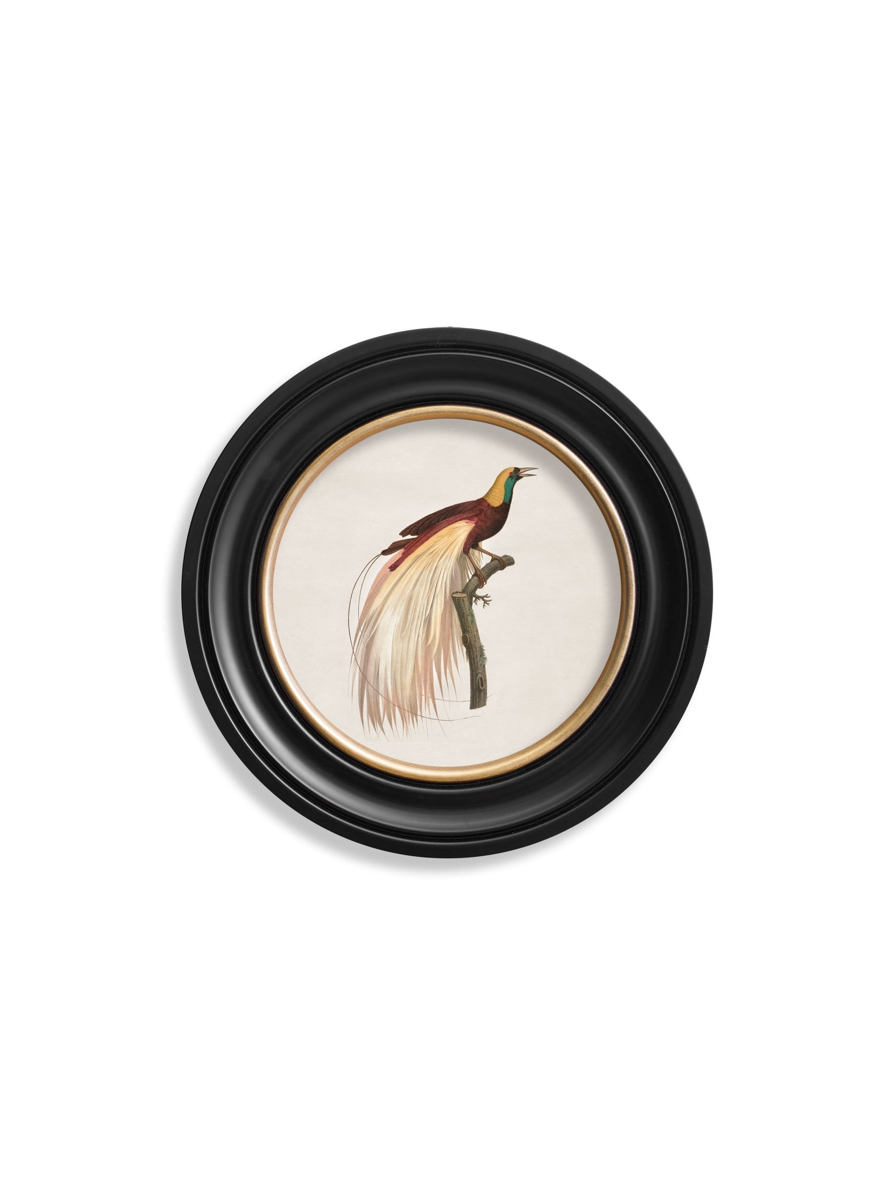 c 1809 bird of paradise left round frame in size 70 x 70cm - glass-fronted framed wall art print with solid wood frame, adds elegance to your decor