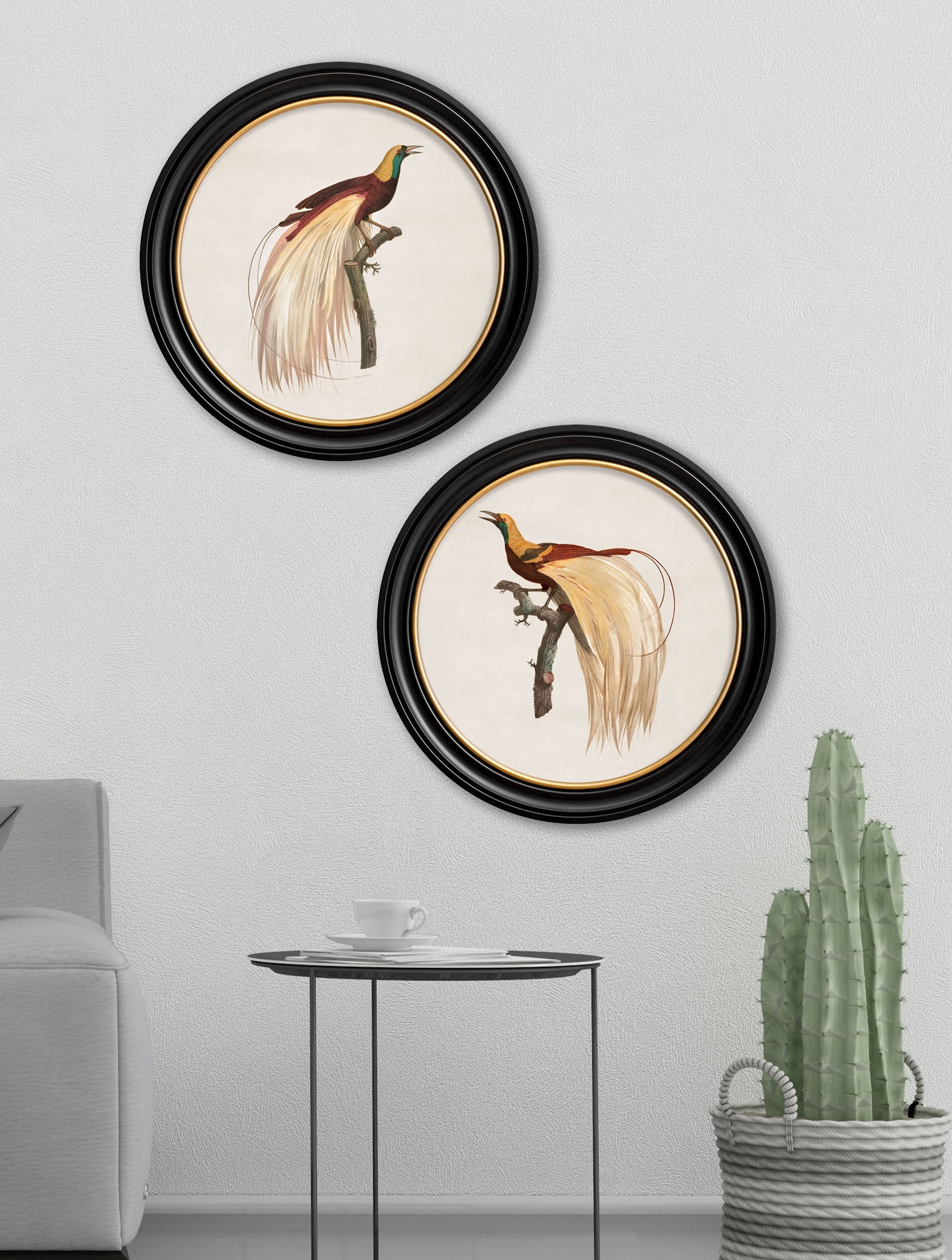c 1809 bird of paradise left round frame in size 44 x 44 cm - glass-fronted framed wall art print with solid wood frame, perfect for statement wall decor