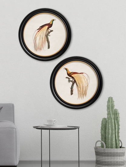 c 1809 bird of paradise left round frame in size 44 x 44 cm - glass-fronted framed wall art print with solid wood frame, perfect for statement wall decor