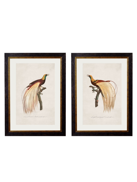 c.1809 Birds of Paradise in size 38 x 50cm - glass-fronted framed wall art print with solid wood frame, ideal for modern interiors