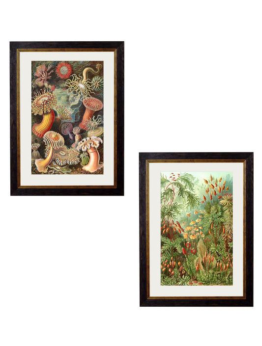 c.1904 Haeckel Flora in size 38 x 50cm - glass-fronted framed wall art print with solid wood frame, luxury wall art for sophisticated spaces