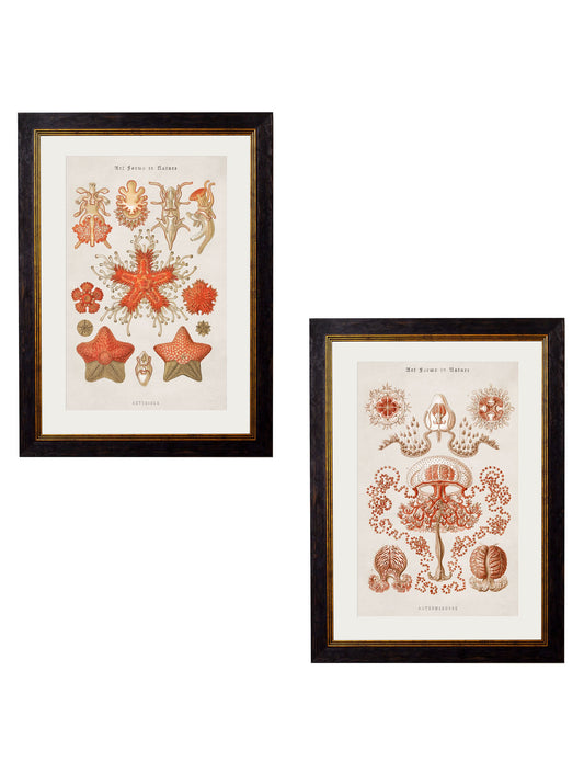 c.1904 Haeckel Marine Animals in size 38 x 50cm - glass-fronted framed wall art print with solid wood frame, perfect for statement wall decor