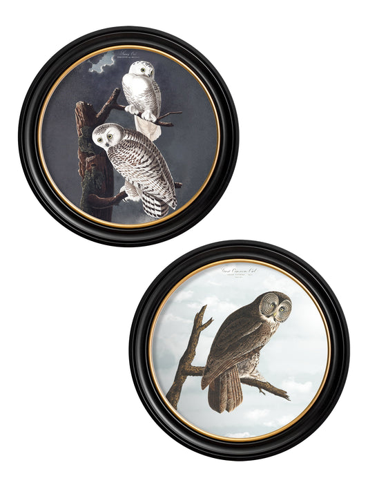 c.1838 Audubon's Owls - Round Frame in size 44 x 44 cm - glass-fronted framed wall art print with solid wood frame, ideal for modern interiors