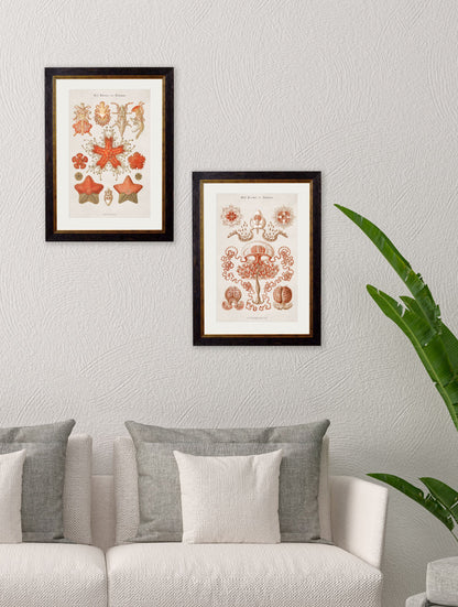 c 1904 haeckel art forms in size 38 x 50cm - glass-fronted framed wall art print with solid wood frame, ideal for modern interiors