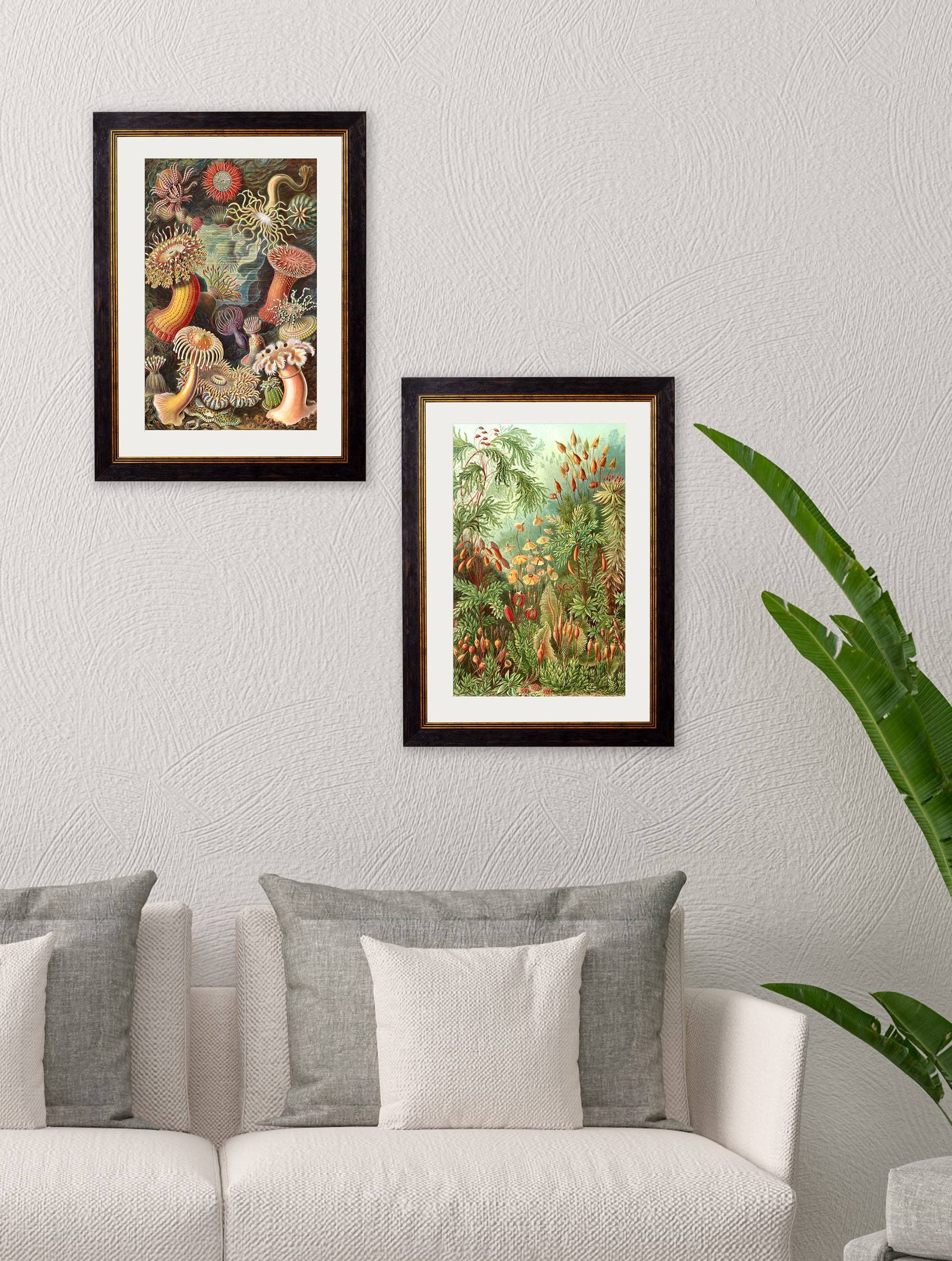 c 1904 haeckel flora in size 38 x 50cm - glass-fronted framed wall art print with solid wood frame, perfect for luxury home decor