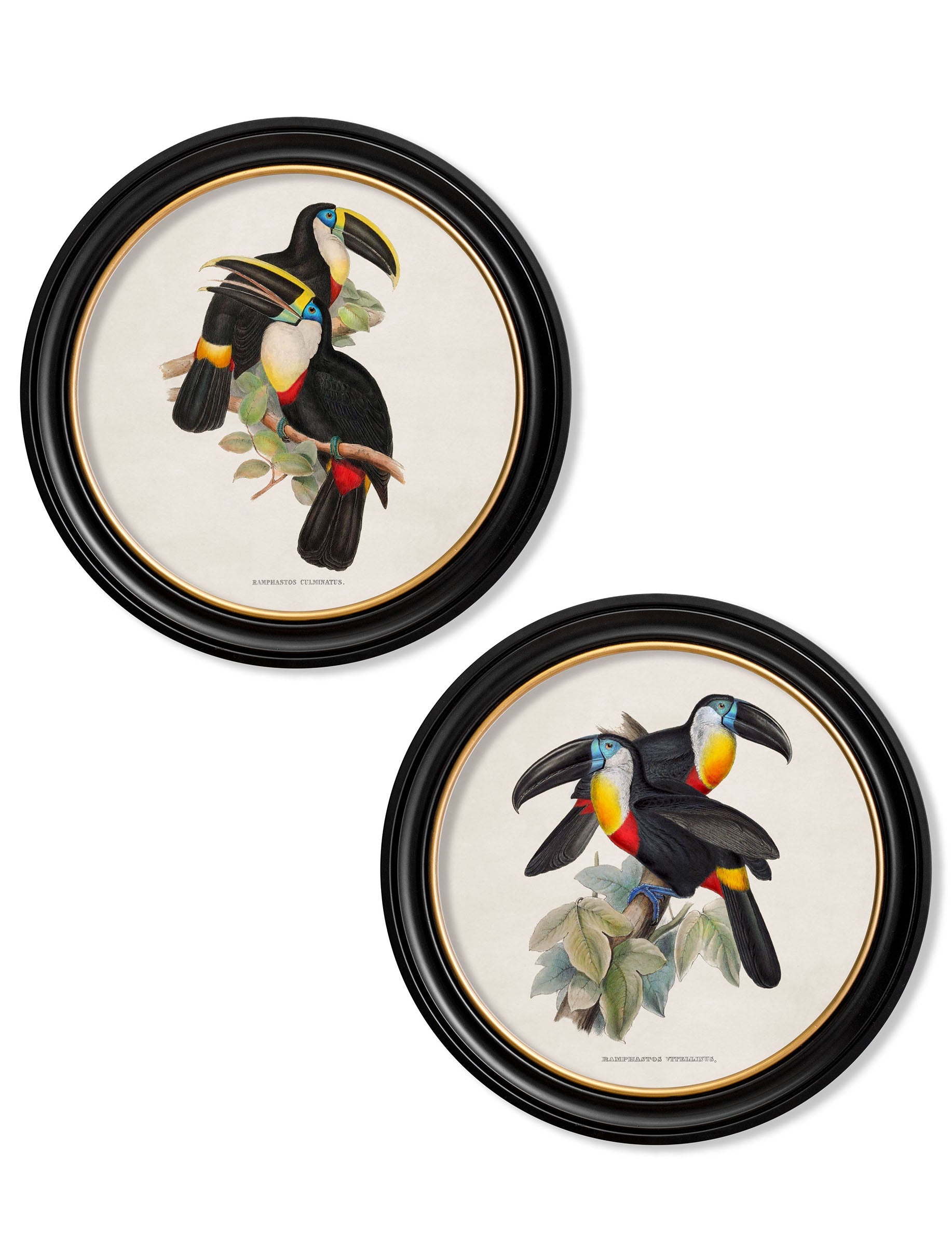 c.1848 Toucans - Round Frames in size 44 x 44 cm - glass-fronted framed wall art print with solid wood frame, adds elegance to your decor