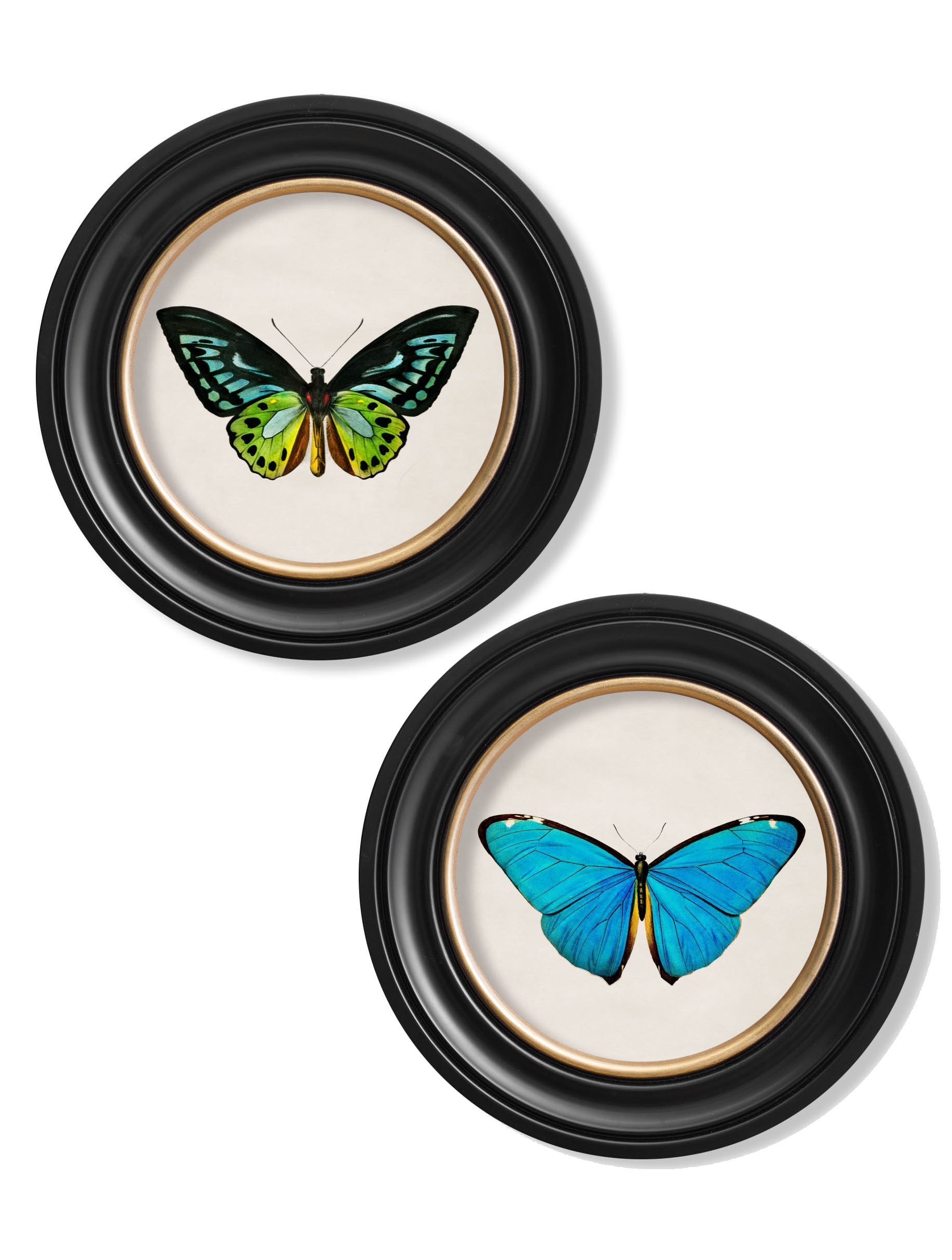 c.1836 Tropical Butterflies - Round Frames in size 44 x 44cm - glass-fronted framed wall art print with solid wood frame, designed for high-end interior design