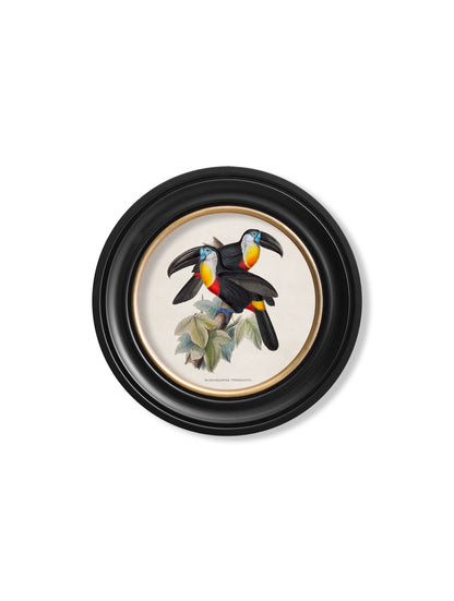 c 1848 toucans round frames in size 70 x 70cm - glass-fronted framed wall art print with solid wood frame, perfect for luxury home decor