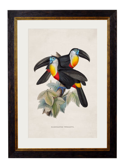 c 1848 toucans in size 38 x 50cm - glass-fronted framed wall art print with solid wood frame, designed for high-end interior design
