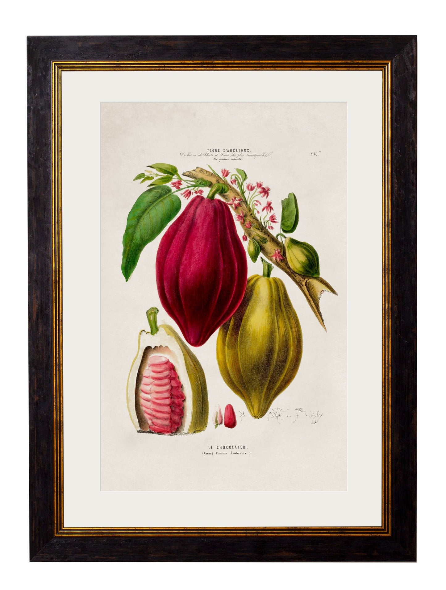 c.1843 Chocolate Plant in size 38 x 50cm - glass-fronted framed wall art print with solid wood frame, ideal for modern interiors