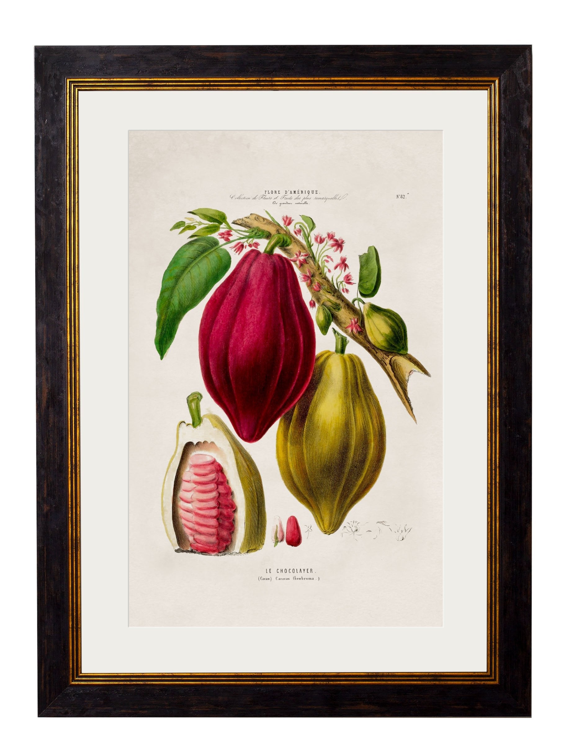 c.1843 Chocolate Plant in size 38 x 50cm - glass-fronted framed wall art print with solid wood frame, ideal for modern interiors