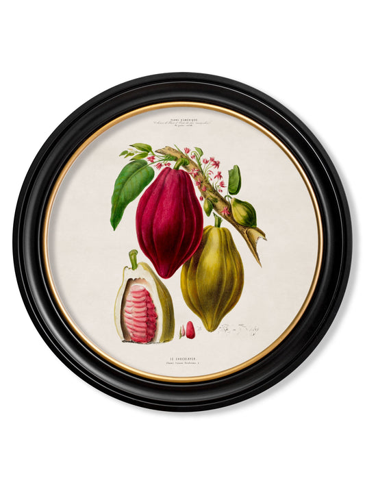 c.1843 Chocolate Plant - Round Frame in size 44 x 44cm - glass-fronted framed wall art print with solid wood frame, a beautiful addition to stylish homes
