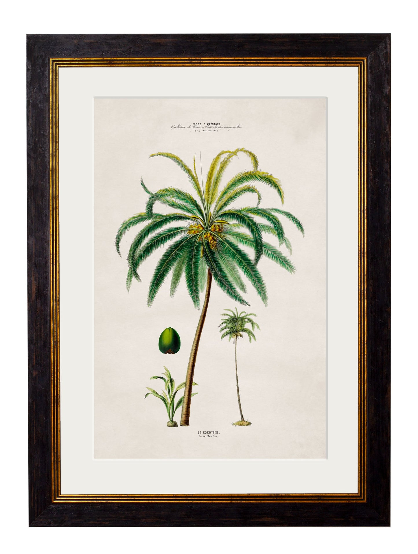 c 1843 macaw palm framed print in size 38 x 50cm - glass-fronted framed wall art print with solid wood frame, a beautiful addition to stylish homes