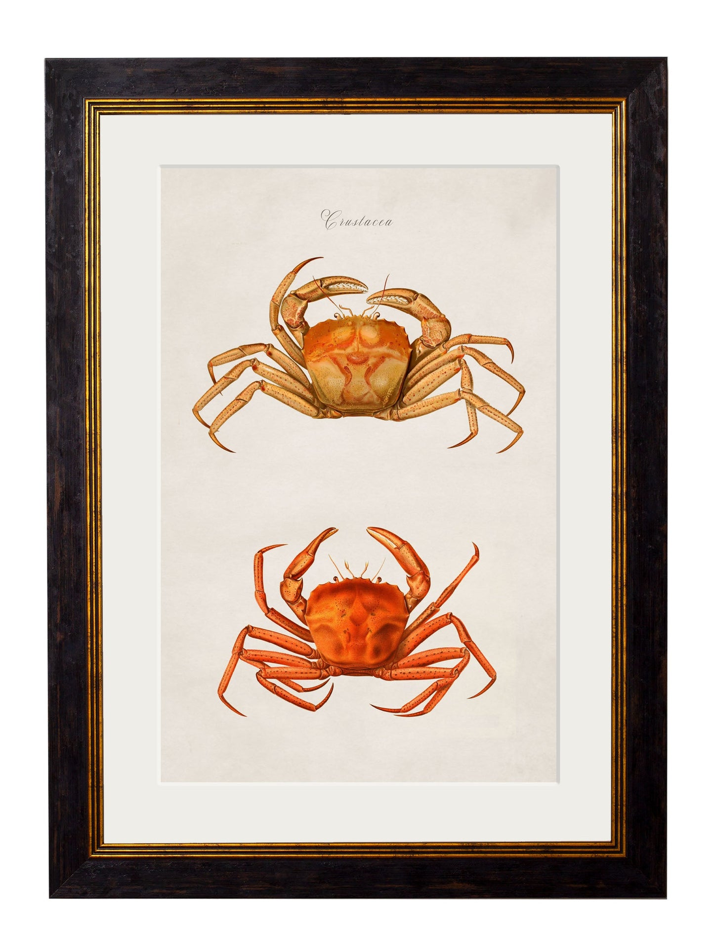 c 1876 collection of marine animals in size 38 x 50cm - glass-fronted framed wall art print with solid wood frame, adds elegance to your decor