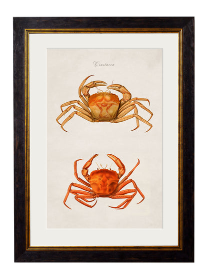 c 1876 collection of marine animals in size 38 x 50cm - glass-fronted framed wall art print with solid wood frame, adds elegance to your decor