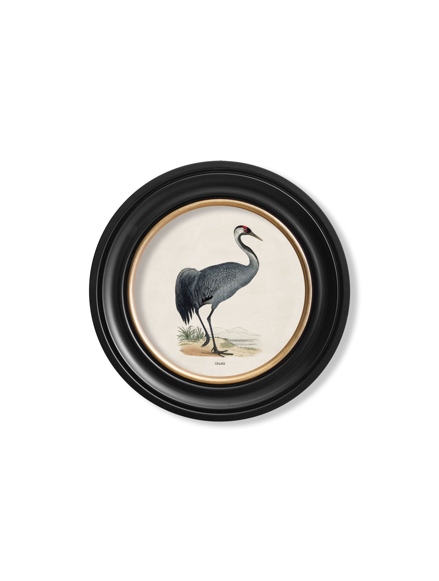 c 1870 wading birds in round frames in size 70 x 70cm - glass-fronted framed wall art print with solid wood frame, a beautiful addition to stylish homes