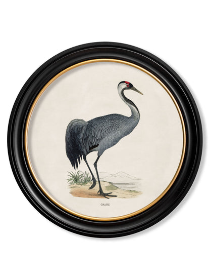 c 1870 wading birds in round frames in size 44 x 44cm - glass-fronted framed wall art print with solid wood frame, ideal for contemporary home styling