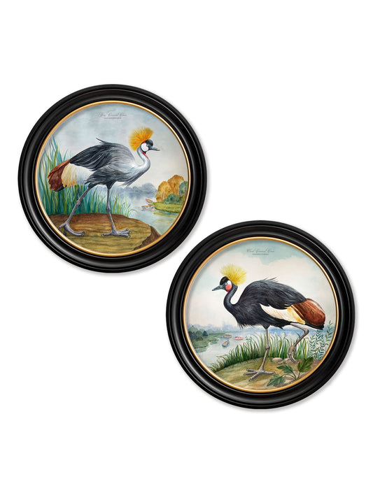Audubon Style Cranes in Round Frames in size 44 x 44cm - glass-fronted framed wall art print with solid wood frame, designed for high-end interior design