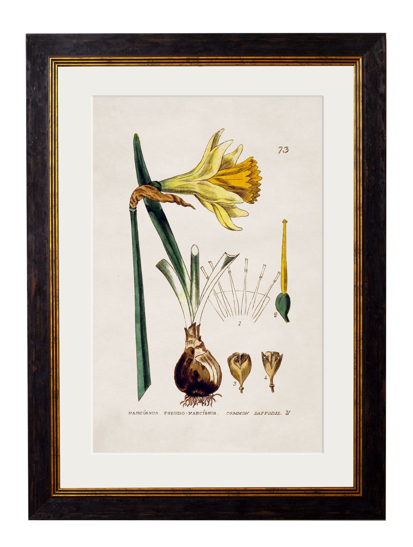 c 1837 british flowering plant catchfly in size 38 x 50cm - glass-fronted framed wall art print with solid wood frame, designed for high-end interior design