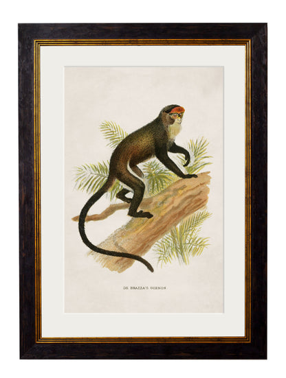 c 1910 collection of primates in size 38 x 50cm - glass-fronted framed wall art print with solid wood frame, adds elegance to your decor